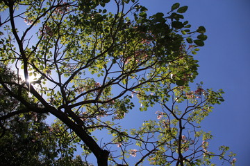 Árvore e céu