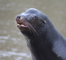 Obraz premium California sea lion