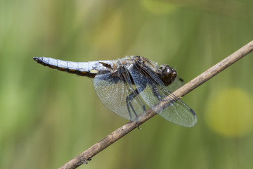 Broad Bodies chaser (male) dragonfly perched on a reed with damage to body
