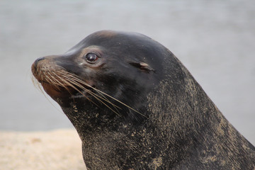 California sea lion
