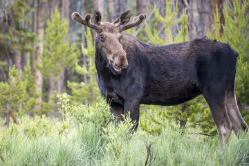closeup Buck Moose forest Rocky National Park 