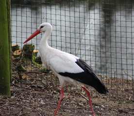 The white stork (Ciconia ciconia)