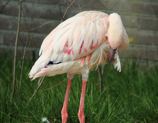 The lesser flamingo (Phoeniconaias minor) 