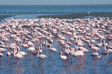Fototapeta premium Rosa Flamingos vor Walfischbay