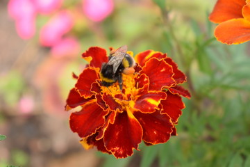 Bee on flower