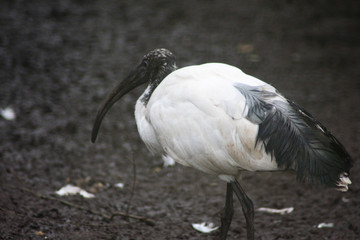 African sacred ibis