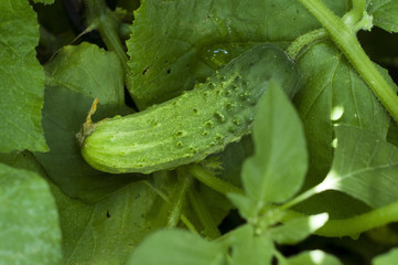 Growing cucumber in a garden in the village. Scourge of cucumbers on the grid. The bed of cucumbers in the open air.
