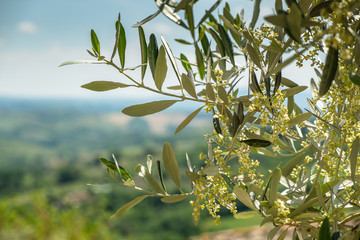 Flowering olive branch in Tuscany
