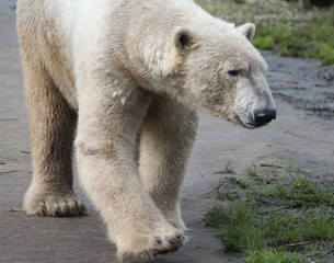 Obraz premium The polar bear (Ursus maritimus)