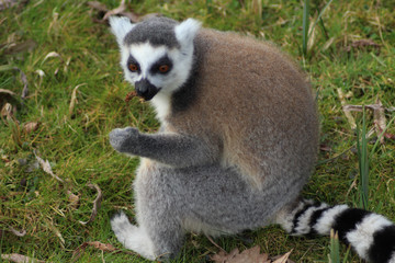 Naklejka na ściany i meble The ring-tailed lemur (Lemur catta)