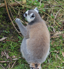 The ring-tailed lemur (Lemur catta)