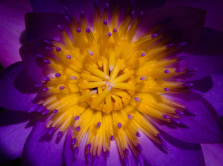 Obraz premium beautiful lotus flower