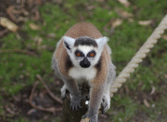 The ring-tailed lemur (Lemur catta)