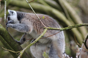 The ring-tailed lemur (Lemur catta)