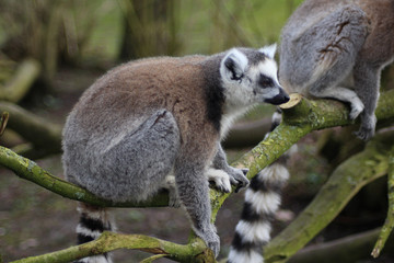 The ring-tailed lemur (Lemur catta)