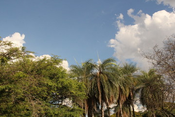 Fototapeta na wymiar Árvores e palmeiras