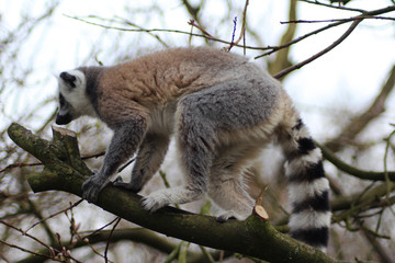 The ring-tailed lemur (Lemur catta)