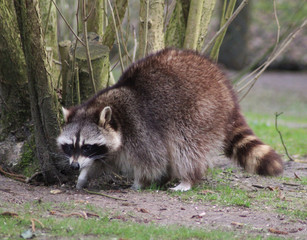 raccoon (Procyon lotor)