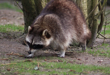raccoon (Procyon lotor)