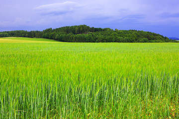 Obraz premium Green barley field and sky.