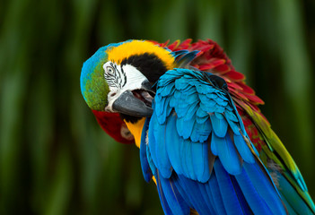 Fototapeta premium Close up of blue and yellow macaw, beautiful colorful parrot preening feather