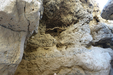 Vogelnest im Fels