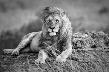 Gartenposter Löwe Mächtiger und schöner Löwe, der in der afrikanischen Savanne ruht, schwarz und weiß