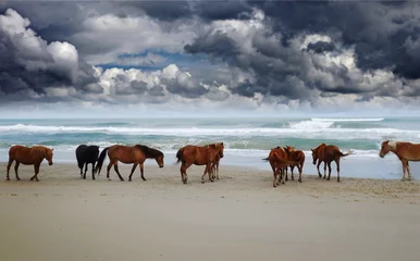 Fototapeten Wild Corolla horses © zimmytws