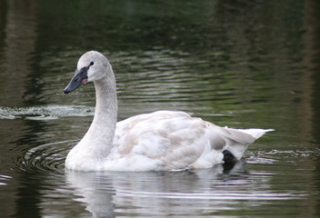 The trumpeter swan (Cygnus buccinator)