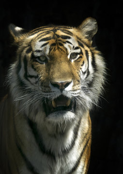 Portrait of a tiger on an isolated black background