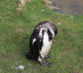 The African penguin (Spheniscus demersus)