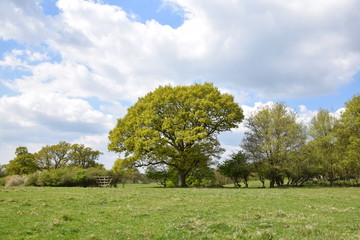English Oak