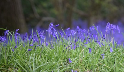 Bluebell Wood