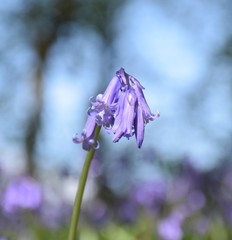 Bluebell up close