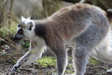 The ring-tailed lemur (Lemur catta)