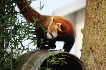 The red panda (Ailurus fulgens)