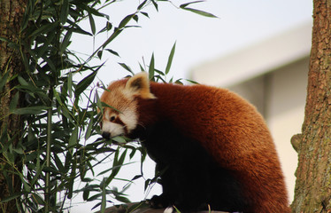 The red panda (Ailurus fulgens)