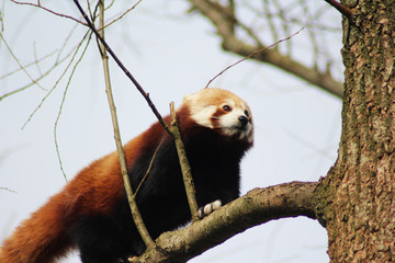 The red panda (Ailurus fulgens)