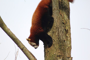 The red panda (Ailurus fulgens)