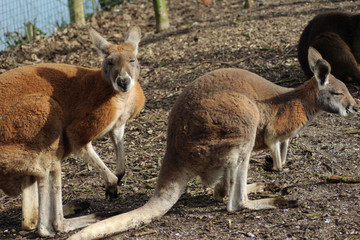 Red kangaroo (Macropus rufus) © Michael Meijer