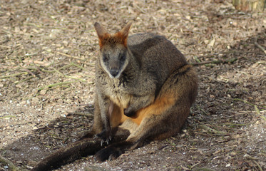 The swamp wallaby (Wallabia bicolor)