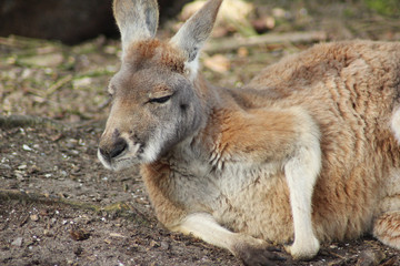 Red kangaroo (Macropus rufus) © Michael Meijer