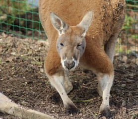 Red kangaroo (Macropus rufus)