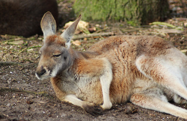 Naklejka na ściany i meble Red kangaroo (Macropus rufus)