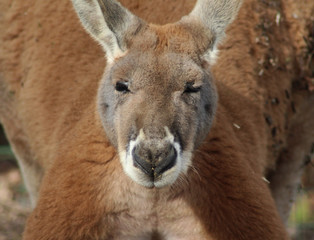 Red kangaroo (Macropus rufus)
