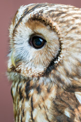 Eagle Owl with big eyes