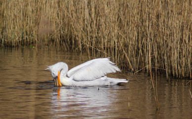 Dalmatian pelican