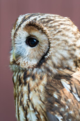 Eagle Owl with big eyes