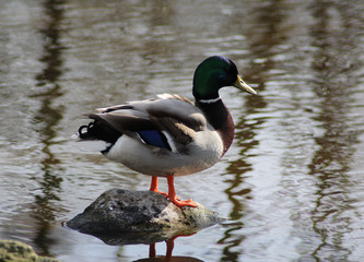 The mallard or wild duck (Anas platyrhynchos) 