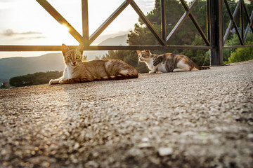 Cats resting together on the warm asphalt sidewalk at sunset